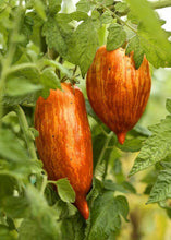 Speckled Roman Heirloom Tomato - beyond organic seeds