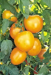 Sunray heirloom tomato - beyond organic seeds