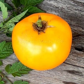 Sunray heirloom tomato - beyond organic seeds
