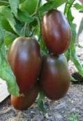 Ukrainian Purple Heirloom Tomato - beyond organic seeds