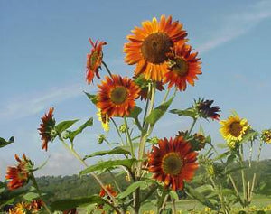 Autumn Beauty Sunflower - beyond organic seeds