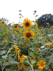 Black Oil Sunflower - beyond organic seeds