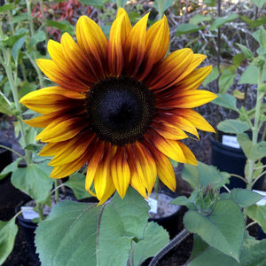 Firecracker sunflower - beyond organic seeds