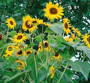 Kong Giant Sunflower - beyond organic seeds