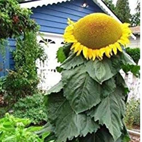 Mongolian Sunflower - beyond organic seeds