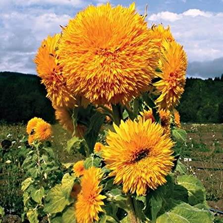 Sun Gold Tall Sunflowers - beyond organic seeds