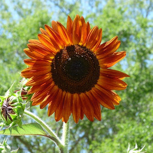 Terrecotta sunflower - beyond organic seeds