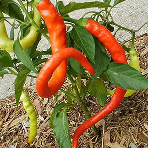 Corbaci Sweet Pepper - beyond organic seeds
