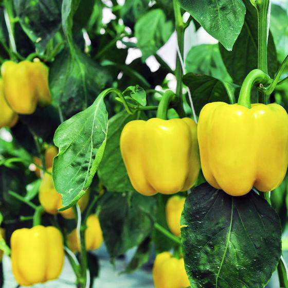 Mini Yellow Bell Pepper - beyond organic seeds