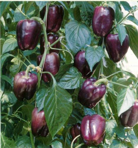 Purple Beauty Bell Pepper - beyond organic seeds