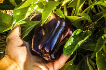Purple Beauty Bell Pepper - beyond organic seeds