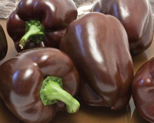 Sweet Chocolate Heirloom Bell Pepper - beyond organic seeds