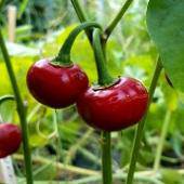 Sweet Red Cherry Peppers - beyond organic seeds