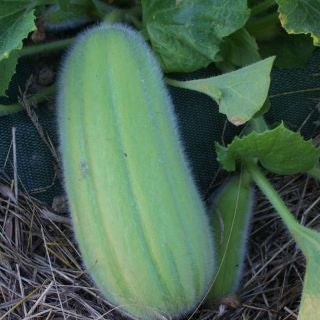 Barese heirloom italian cucumber - beyond organic seeds