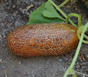 Brown russian cucumber - beyond organic seeds