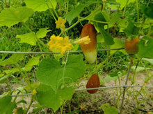 Poona Kheera Cucumber - beyond organic seeds