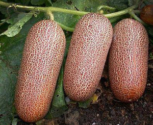Poona Kheera Cucumber - beyond organic seeds