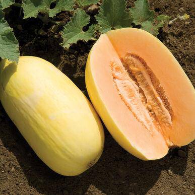 Crenshaw Melon - beyond organic seeds