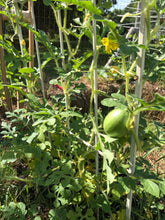 Golden Midget Personal Watermelon - beyond organic seeds