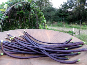 Purple Yard Long Green Bean - beyond organic seeds