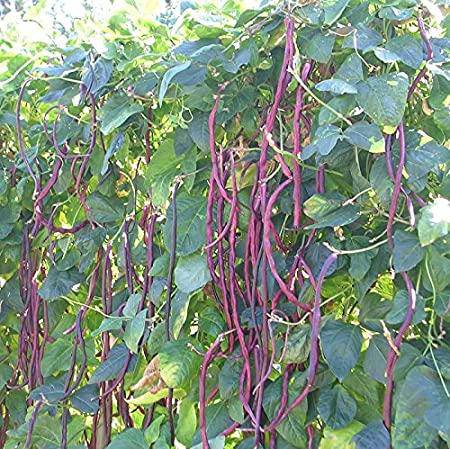 Purple Yard Long Green Bean - beyond organic seeds