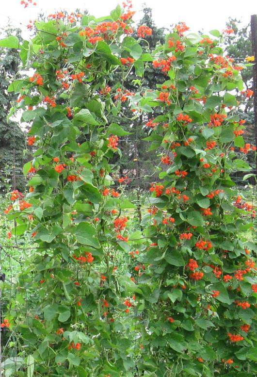 Scarlet Runner Bean - beyond organic seeds