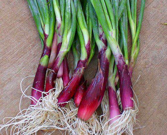 Red Beard Bunching Onion - beyond organic seeds