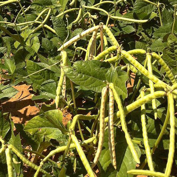 Mississippi Silver Pea - beyond organic seeds