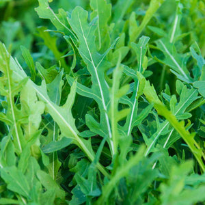 Arugula (the Peppery Green) - beyond organic seeds