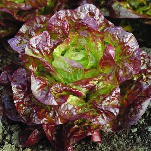 Cameron Lettuce - beyond organic seeds