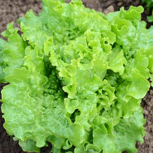 Green ice lettuce - beyond organic seeds