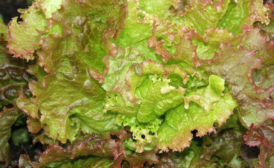 Prizehead Lettuce - beyond organic seeds