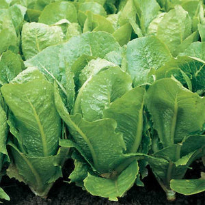 Romaine Heirloom Lettuce - beyond organic seeds