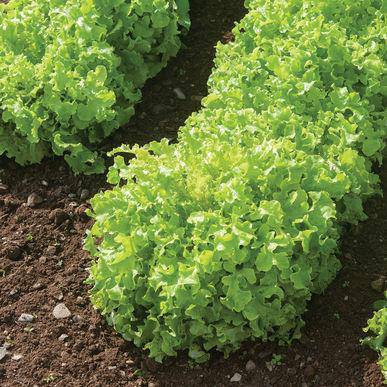 Salad Bowl Green Lettuce - beyond organic seeds