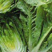Summer Bibb Lettuce - beyond organic seeds