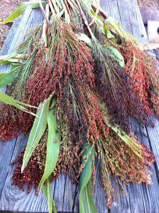 Broom Corn Mixed Colors - beyond organic seeds