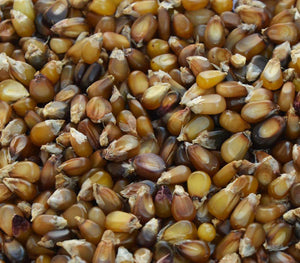 Brown Mini Corn - beyond organic seeds