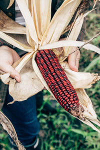 Jimmy Red Corn - beyond organic seeds