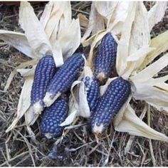 Mini Blue Popcorn - beyond organic seeds