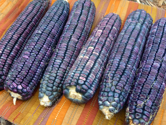 Ohio blue corn - beyond organic seeds