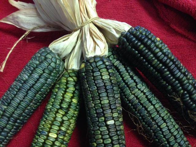 Oaxacan Green Corn - beyond organic seeds