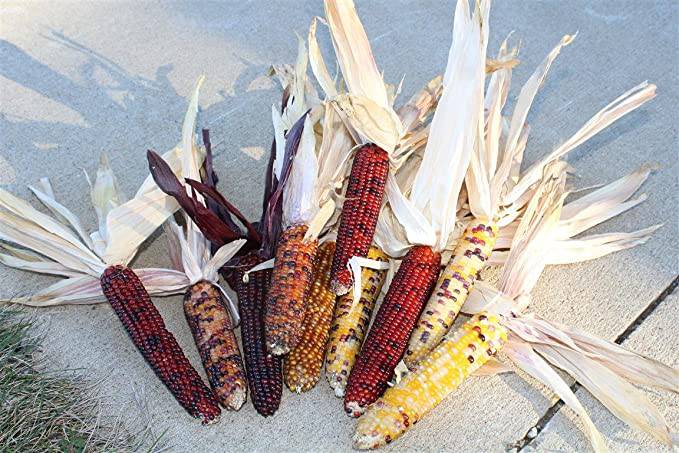 Seneca Mini Indian Corn - beyond organic seeds