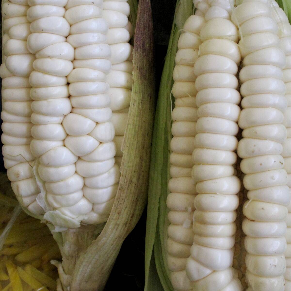 Silver mine white corn - beyond organic seeds