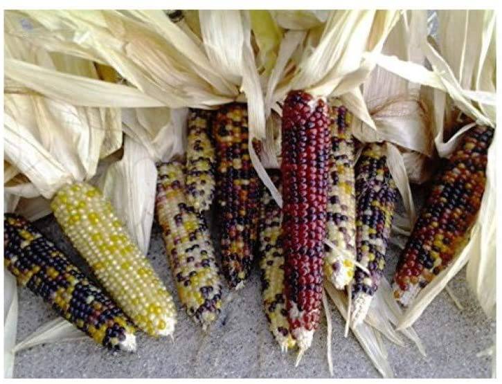 Seneca Mini Indian Corn - beyond organic seeds