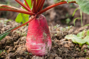 Red daikon radish - beyond organic seeds