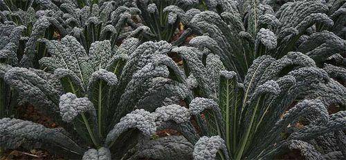 Tuscany Black Kale - beyond organic seeds