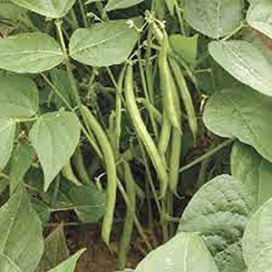 Slenderette Green Beans - beyond organic seeds