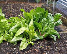 Perpetual Spinach Swiss Chard - beyond organic seeds