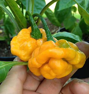 Jamaican Yellow Mushroom Pepper - beyond organic seeds