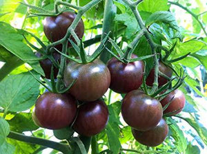 Black Cherry Tomato - beyond organic seeds